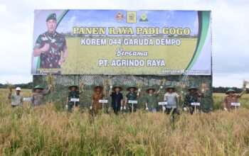 Padi Gogo Menguning, Korem 044/Gapo dan Petani Perkuat Ketahanan Pangan