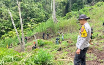 PENEMUAN LADANG GANJA 3 HEKTAR DI KABUPATEN EMPAT LAWANG, 8 KARUNG SIAP EDAR DIAMANKAN