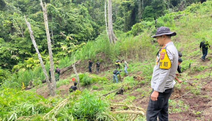 PENEMUAN LADANG GANJA 3 HEKTAR DI KABUPATEN EMPAT LAWANG, 8 KARUNG SIAP EDAR DIAMANKAN