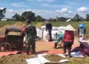 Wujudkan Ketahanan Pangan Nasional, Babinsa Ngadirenggo Dampingi Petani Panen Padi