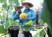 Ketua TP PKK Sumsel Feby Herman Deru Panen Melon Binaan PKK OKU, Dorong Ketahanan Pangan dan Ekonomi Masyarakat