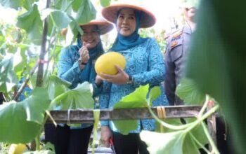 Ketua TP PKK Sumsel Feby Herman Deru Panen Melon Binaan PKK OKU, Dorong Ketahanan Pangan dan Ekonomi Masyarakat