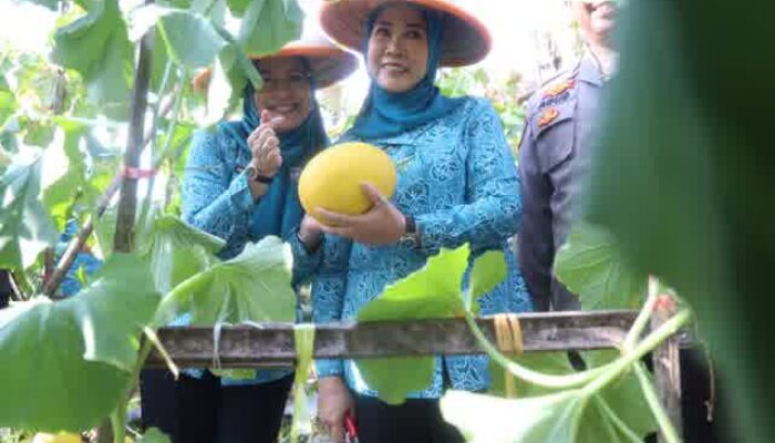 Ketua TP PKK Sumsel Feby Herman Deru Panen Melon Binaan PKK OKU, Dorong Ketahanan Pangan dan Ekonomi Masyarakat