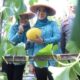 Ketua TP PKK Sumsel Feby Herman Deru Panen Melon Binaan PKK OKU, Dorong Ketahanan Pangan dan Ekonomi Masyarakat