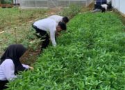 Pegawai dan Peserta Magang Rutan Kelas I Palembang Panen Terong dan Kangkung di Area Ketahanan Pangan