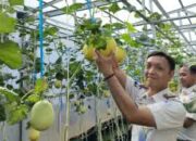 Panen Melon SAE, Rutan Kelas I Palembang Wujudkan Pembinaan Produktif dan Dukung Ketahanan Pangan