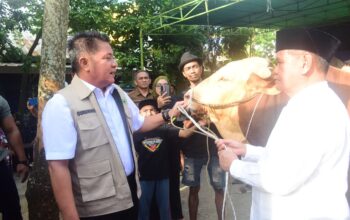 Presiden Prabowo Subianto Salurkan 18 Sapi Kurban untuk Sumsel, Herman Deru Pastikan Tepat Sasaran bagi Mustahik