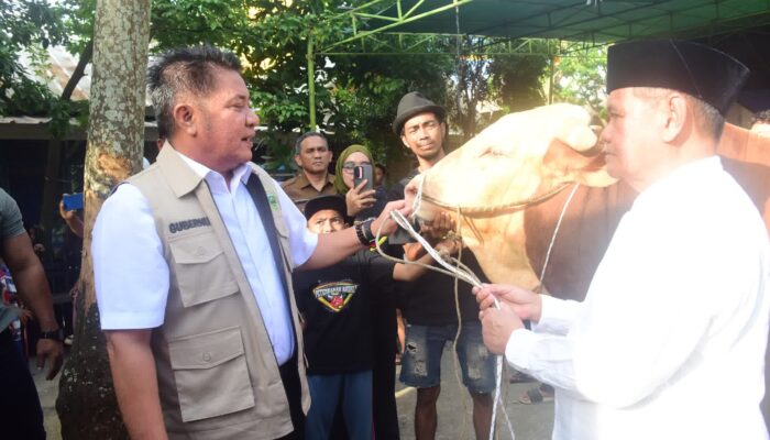 Presiden Prabowo Subianto Salurkan 18 Sapi Kurban untuk Sumsel, Herman Deru Pastikan Tepat Sasaran bagi Mustahik