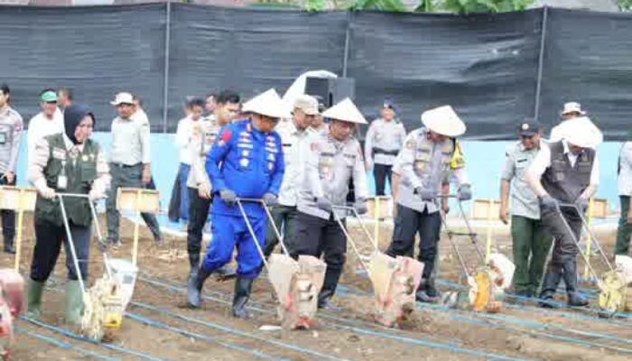 Polda Sumsel Perkuat Ketahanan Pangan Nasional Melalui Panen Jagung dan Bantuan Alat Pertanian di Lubuk Linggau