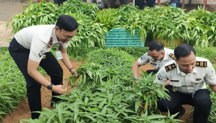 Panen Kangkung Capai 72,2 Kilogram, Rutan Kelas I Palembang Perkuat Program Ketahanan Pangan Nasional
