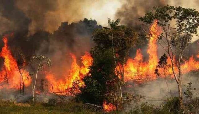 Karhutla Jadi Ancaman Keamanan dan Geopolitik ASEAN, Tony Saputra Dorong Strategi Kolaboratif