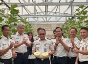 Panen Melon di SAE Rutan Palembang, Wujud Pembinaan Kemandirian dan Dukungan Ketahanan Pangan